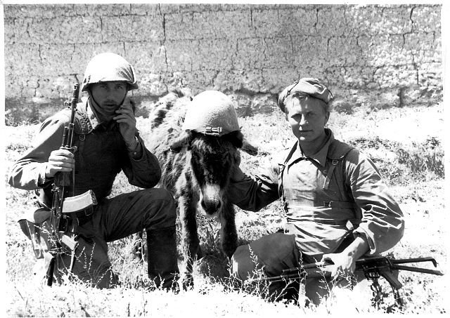 Donkey in a helmet, Afghanistan 