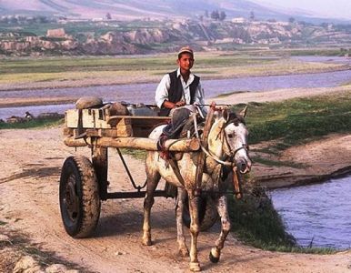 Afghan man on a donkey 